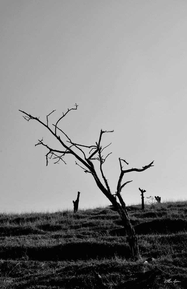 Cleverson Montanha - A morte do campo
