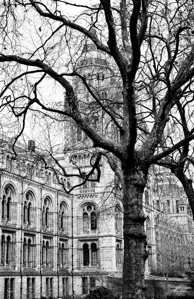 Cleverson Montanha - Árvore em plano